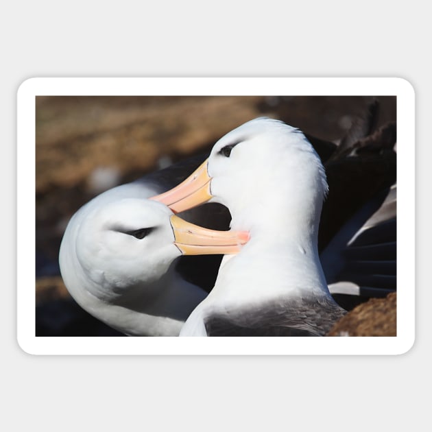 Black-browed Albatross Pair Bonding Sticker by Carole-Anne